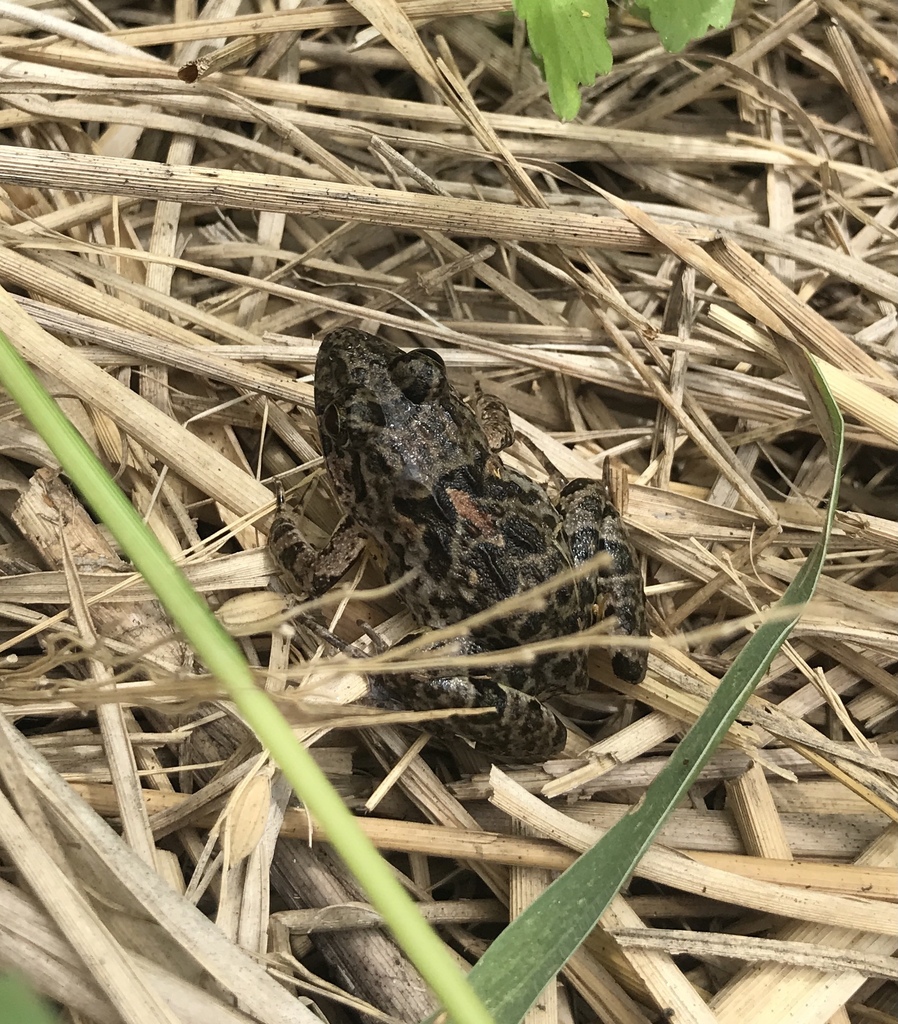Japanese Rice Frog (Fejervarya kawamurai)