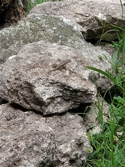 Sceloporus variabilis