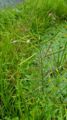 Epilobium tetragonum