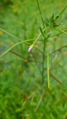 Epilobium tetragonum