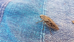 Chalcophora mariana