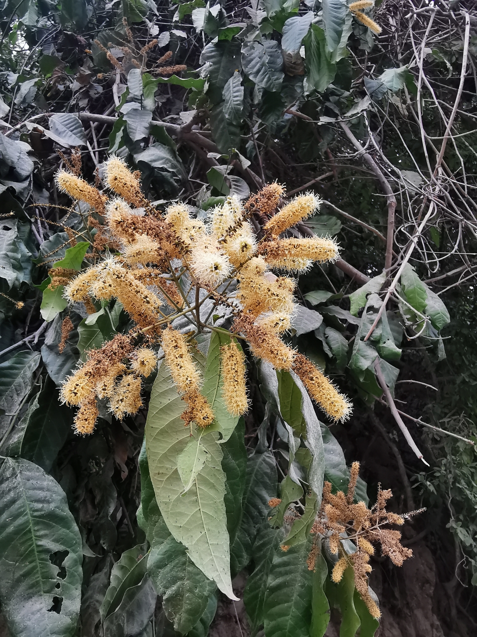 Imagem de Molungu-do-cerrado