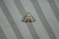 Neocataclysta magnificalis