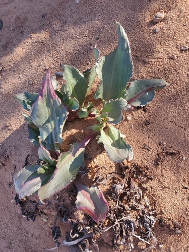 Foto de Ruibarbo-silvestre