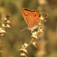 Chrysoritis chrysaor