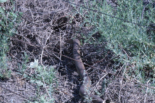 Eastern Brown Snake sighting