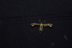 Geina periscelidactylus
