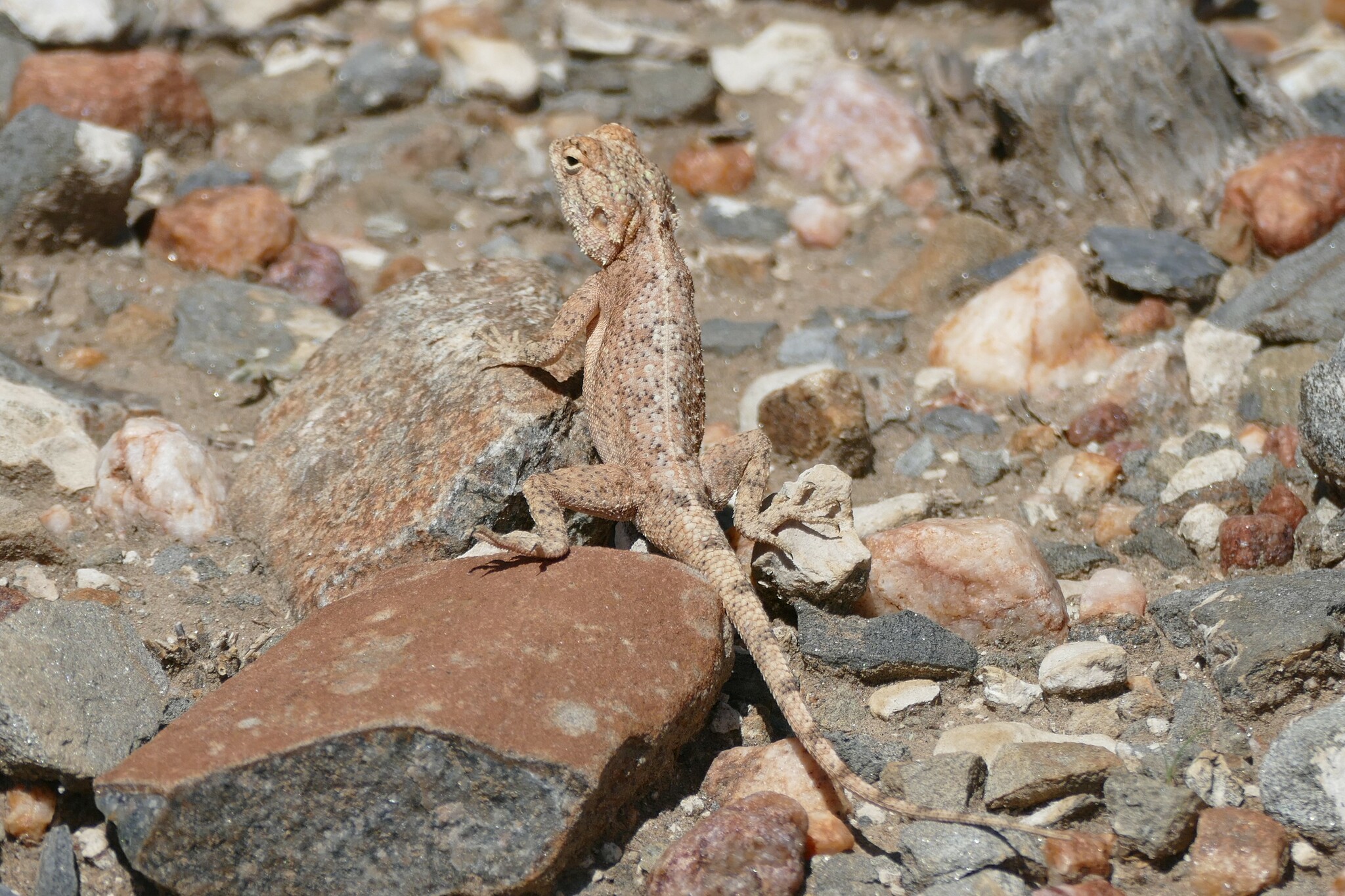 Agama anchietae Bocage, 1896