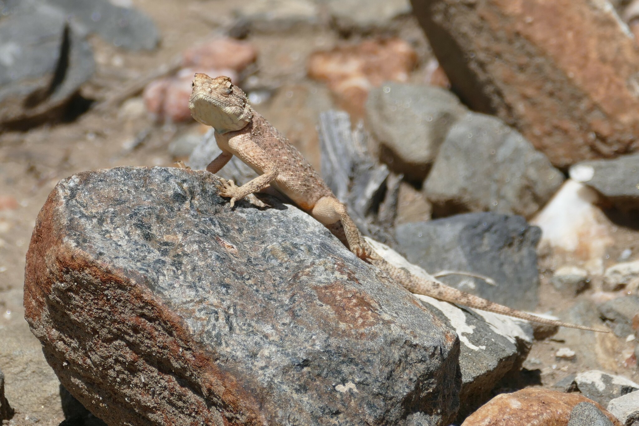 Agama anchietae Bocage, 1896