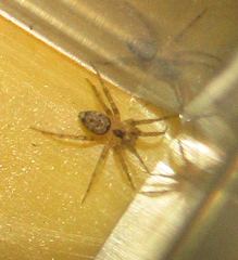 Oecobius navus