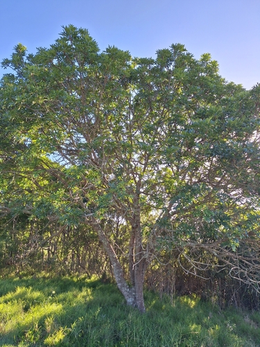 Foto de Cabo-verde