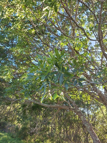 Foto de Cabo-verde