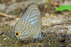 Jamides alecto alocina