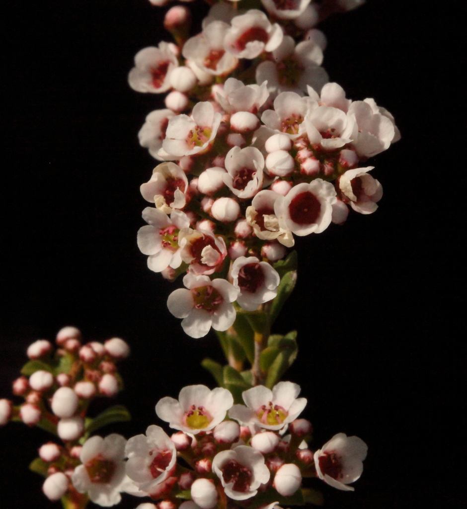 Scholtzia umbellifera