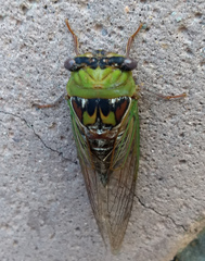 Megatibicen pronotalis