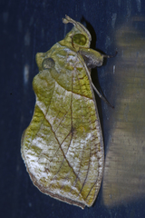 Eudocima hypermnestra