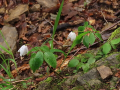 Anemonoides trifolia