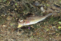 Gymnocephalus cernua