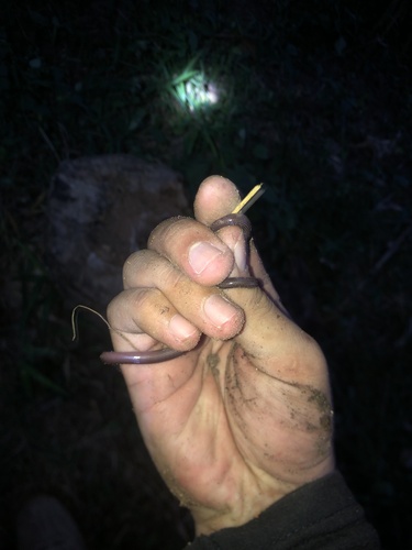 Striped Blind Snake