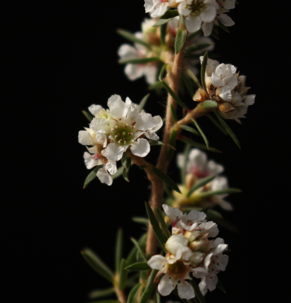 Juniper myrtle