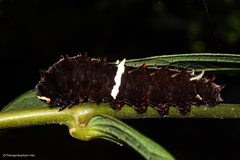 Pachliopta pandiyana