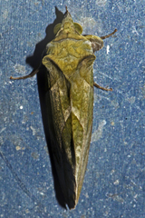 Eudocima hypermnestra