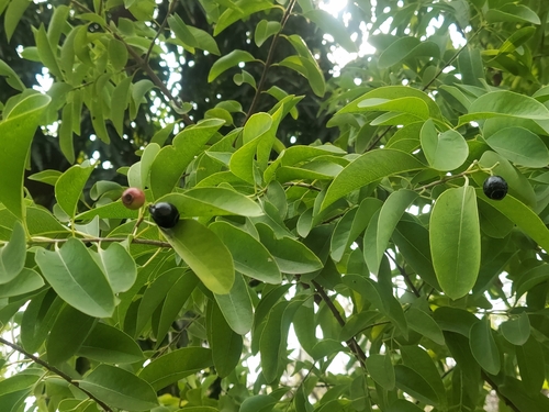 Image of Santalum album by (c) Raja Sekhar Chimirala, some rights reserved (CC BY)
