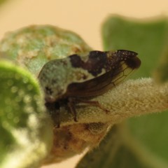 Smiliini