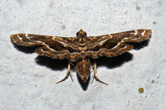 Musotiminae