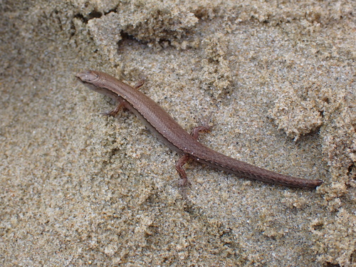 Slight Skink
