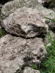 Sceloporus variabilis
