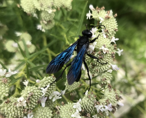 Great Black Digger Wasp, 190 Bancroft Plz, Omaha, NE, US, photo 10 of 10