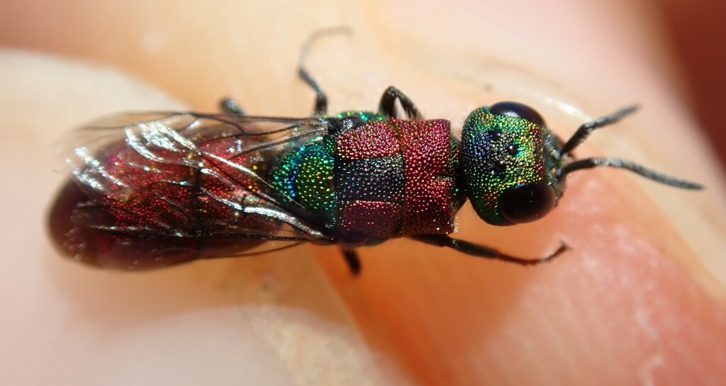 Chrysis elegans