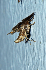 Musotiminae