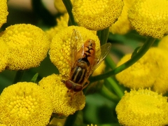 Parhelophilus versicolor