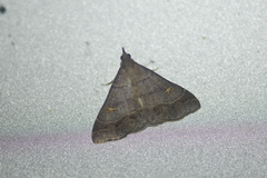 Renia flavipunctalis