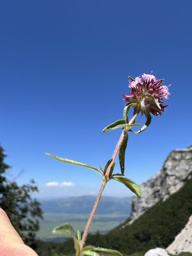 Thymus striatus, photograph 1