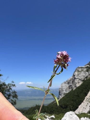 Thymus striatus, photograph 2