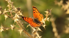 Chrysoritis chrysaor