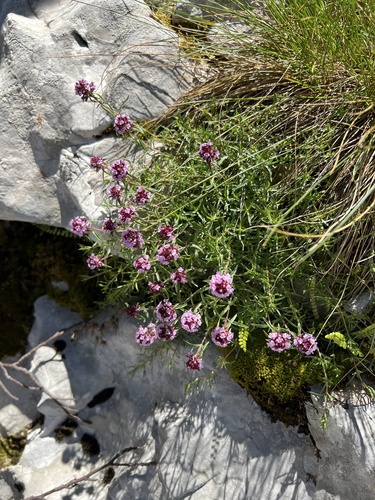 Thymus striatus, photograph 3