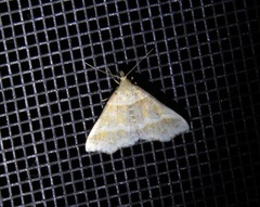 Phalaenophana pyramusalis