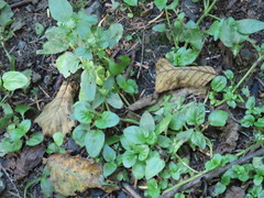 Prunella vulgaris vulgaris