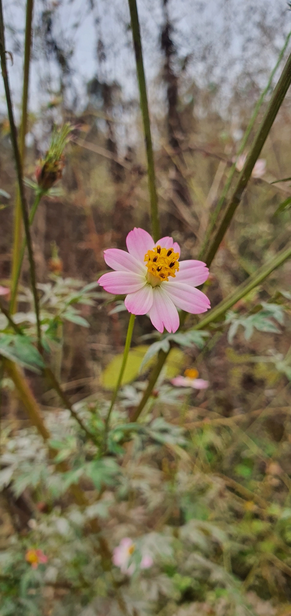 Imagem de Cosmos amarelo