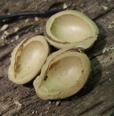 Magnoliopsida
