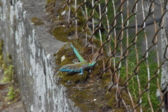 Cnemidophorus lemniscatus