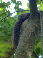 Heliosciurus mutabilis