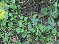 Prunella vulgaris vulgaris
