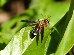 Synagris aestuans