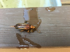 Ortholeptura valida