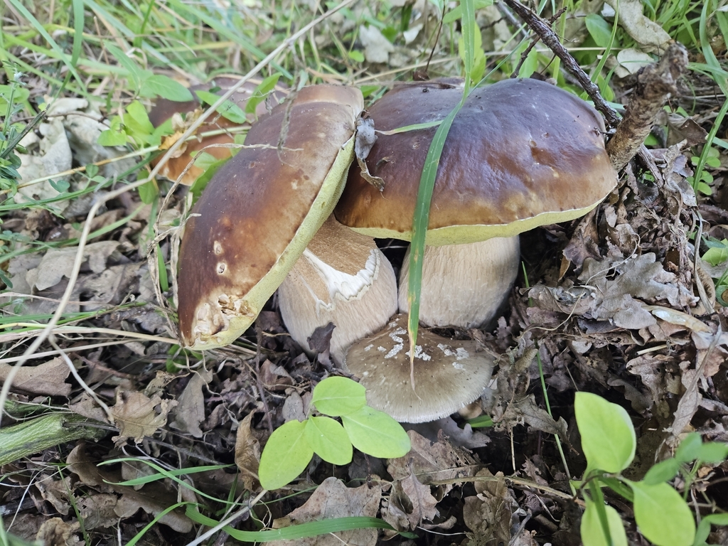 Boletus edulis · January 2025 · photo: © tyler_mcbeth (iNaturalist, cc-by-nc)